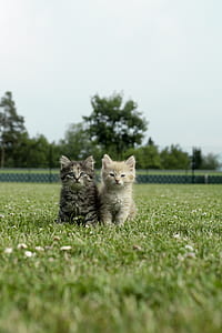 selective focus photography of two gray and brown Persian kittens thumbnail