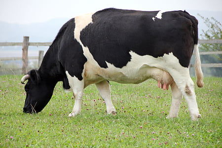 white and black dairy cow thumbnail
