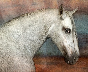 grey and white horse painting thumbnail