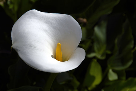closeup photography of Calla Lily flower thumbnail