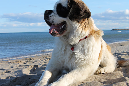 adult white and brown saint bernard on sand in beach thumbnail