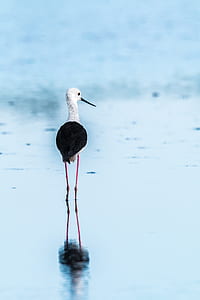 black and white bird standing on body of water thumbnail