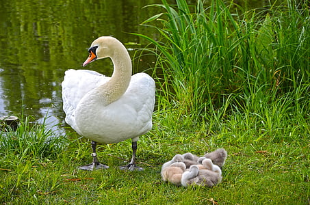 white swan beside white duck chicks near river thumbnail