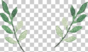 Watercolor leaves , two green vines illustrations PNG clipart
