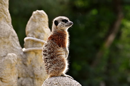 meerkat standing on rock thumbnail