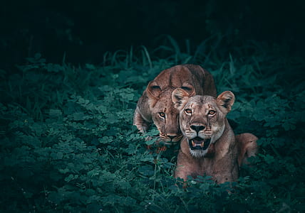 lion, grass, field, big cat thumbnail