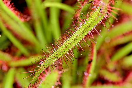 selective focus photo of green and red plants thumbnail