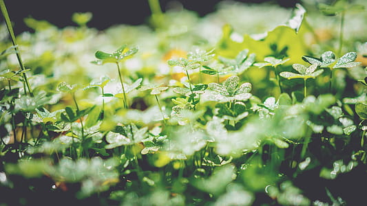 green leaf plants during daytime thumbnail