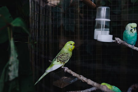 Cute colorful budgies in cage thumbnail