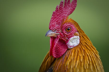 red and yellow rooster thumbnail