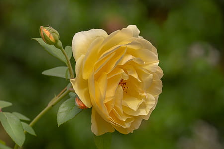 yellow rose thumbnail