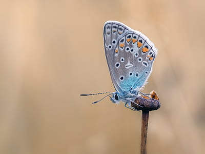 gray, white, and yellow butterfly thumbnail