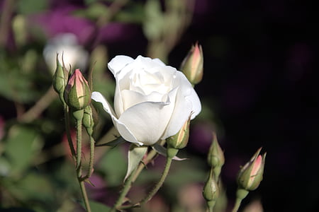 selective focus photography of white rose flower at daytime thumbnail