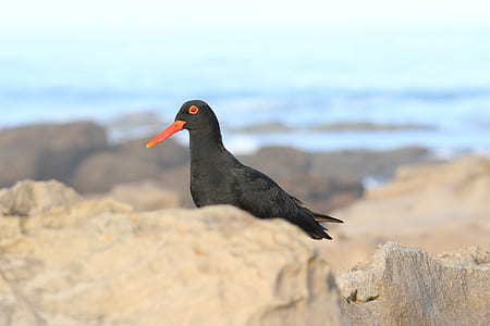 shallow focus photograpy of black bird thumbnail