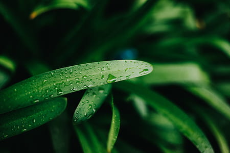 green plants thumbnail