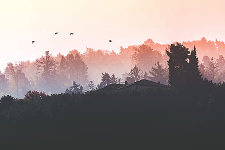 silhouette of house near trees thumbnail