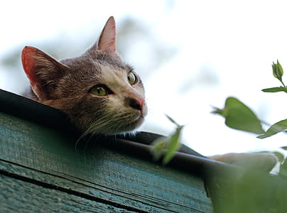 Shallow Focus Photography of Short-coated Gray and White Cat thumbnail
