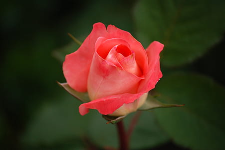 Pink Rose Wallpaper thumbnail