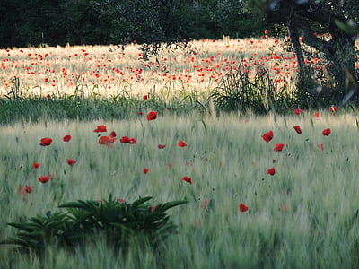 red poppy and green grass field at daytime thumbnail