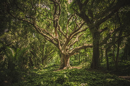 brown and green tree thumbnail