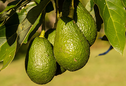 green avocado photography thumbnail
