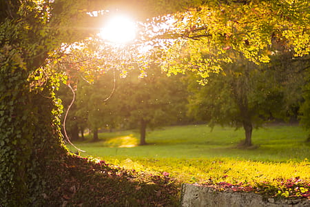 landscape photography of trees thumbnail