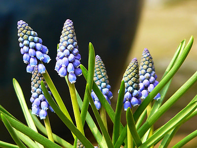 blue petaled flower thumbnail