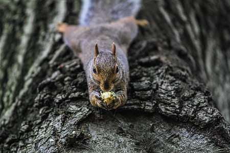 squirrel on brown wood trunk thumbnail