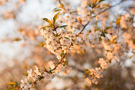 tilt shift photo white flowering tree thumbnail