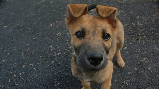 short-coated brown puppy thumbnail