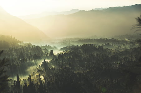 aerial photo of jungle thumbnail