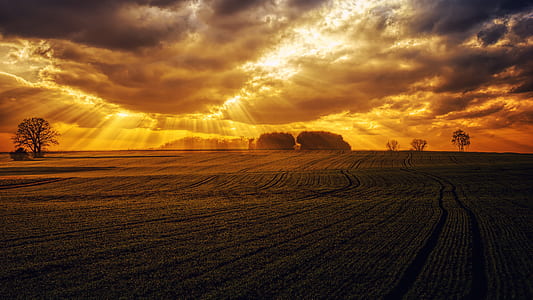 green grassfield during sunset thumbnail
