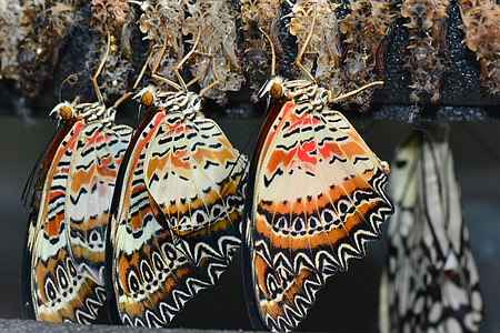three butterflies shallow focus photography thumbnail
