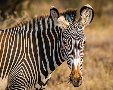 wildlife photography of zebra eating on broad light thumbnail