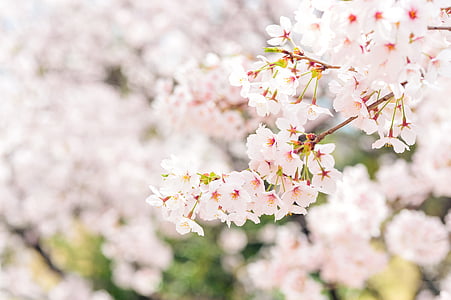 shallow focus photography of white flowers thumbnail