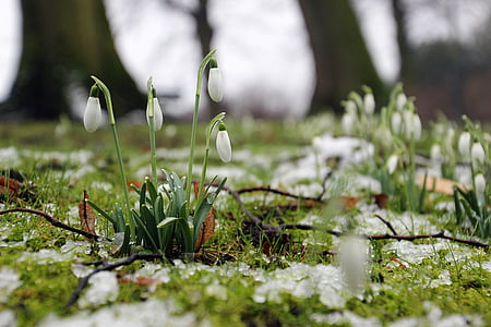 white flowers on ground thumbnail