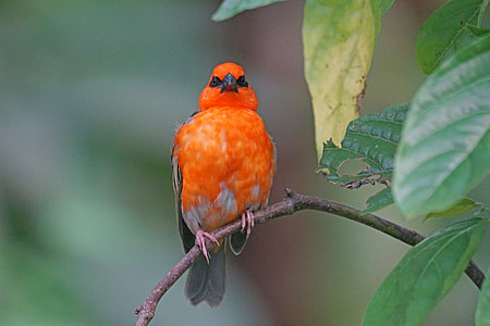orange and white bird thumbnail