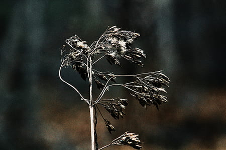 close-up photography withered plant thumbnail