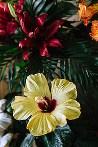 Colorful Exotic Flowers and Greenery thumbnail