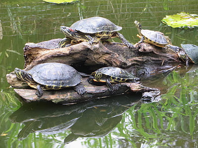 five turtles on driftwood thumbnail