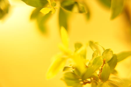 close up photography yellow petaled flower thumbnail