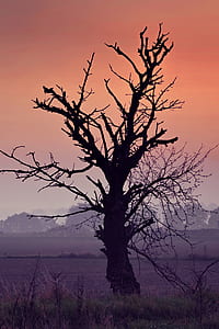 silhouette photo of bare tree thumbnail