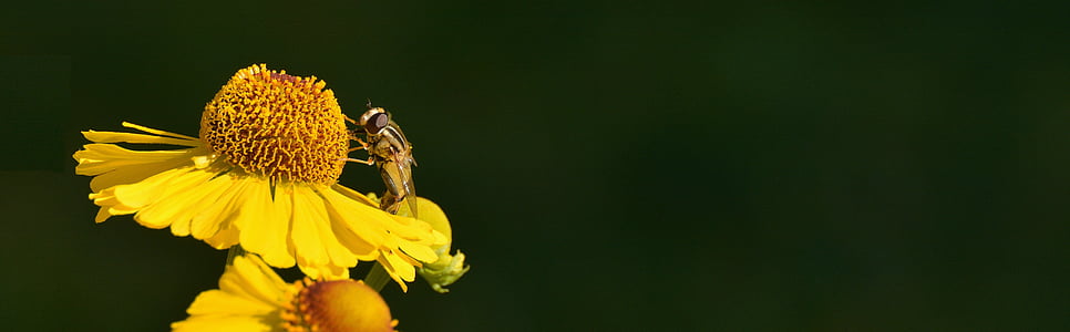 macro photography yellow cicada perched on flower thumbnail