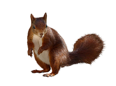 brown squirrel thumbnail