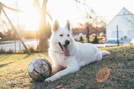 white German shepherd beside a ball on grass field thumbnail