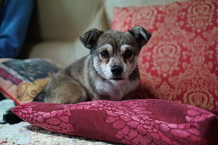 sable Chihuahua mix puppy thumbnail