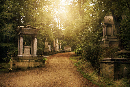 pathway between trees thumbnail