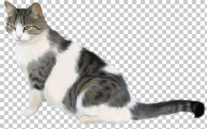 European Shorthair American Wirehair Whiskers Domestic Short