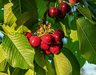 red cherry fruit lot thumbnail