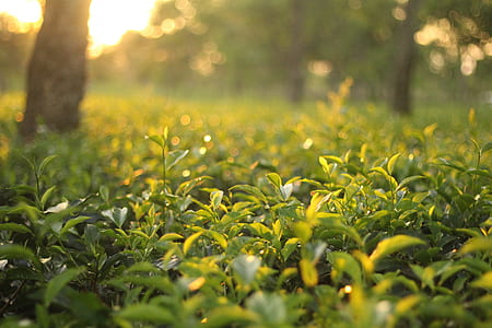 selective focus of plants thumbnail